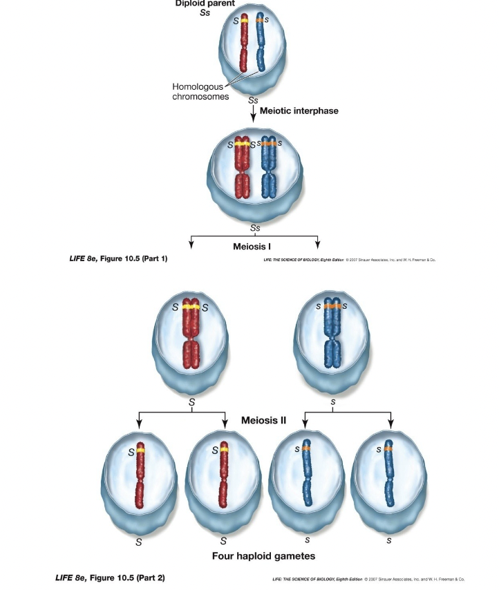 <ul><li><p>Discovery of meiosis validated Mendel’s ideas</p></li><li><p>Genes are on chromosomes, one gene on each homolog, 2 homologs in each cell, thus 2 genes in each cell</p></li><li><p>Homologs similar not identical, could contain different alleles of a gene</p></li><li><p>Homologs separated randomly at meiosis 1, so 1 to each gamete</p></li><li><p>Independent assortment makes sense if the genes were on different chromosomes since there’s 2 ways 2 pairs of homologs could line up on the metaphase plate of Meiosis 1</p></li></ul>