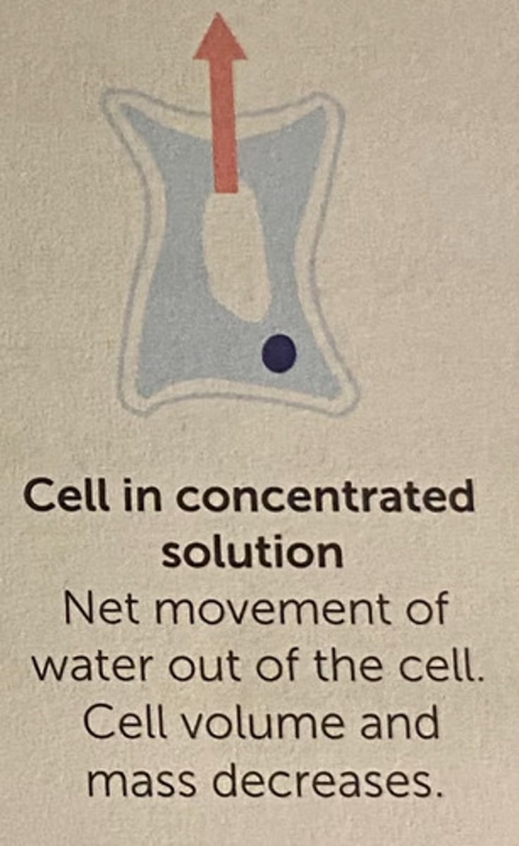 <p>net movement of water out of the cell, cell volume + mass decreases, shrinks (flaccid)</p>