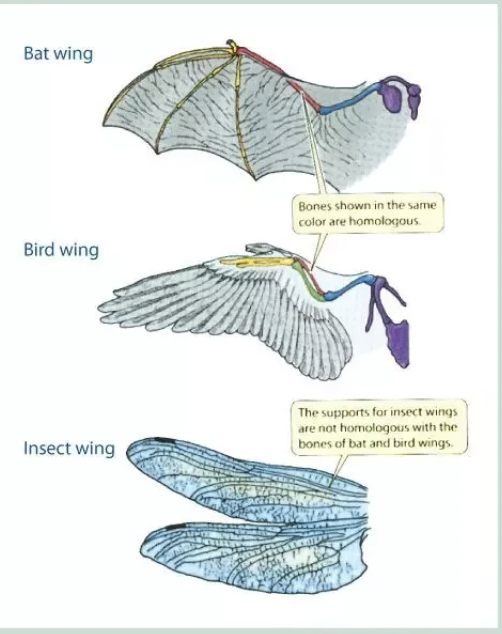 <p>structures that serve the same function but are different because not derived from a common ancestor (Ex. Bird and insect wing are both for flying but do not have similar structures) Not used as evidence for common ancestry</p>