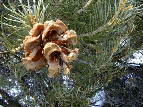 (Pinus monophylla)