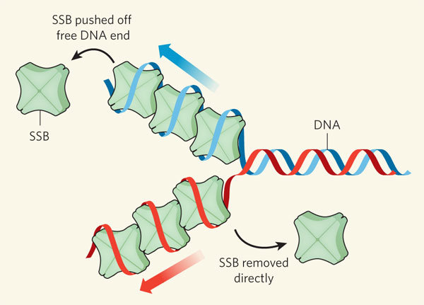 <p>Maintain the unwound state in a single-stranded fashion</p><ul><li><p>stabilize and protect single-stranded DNA during DNA replication, recombination, and repair processes by binding to the exposed single strands, preventing them from reannealing or becoming damaged; essentially acting as a placeholder for other proteins involved in these DNA processes to access the single strands.<span>&nbsp;</span></p></li></ul><p></p>