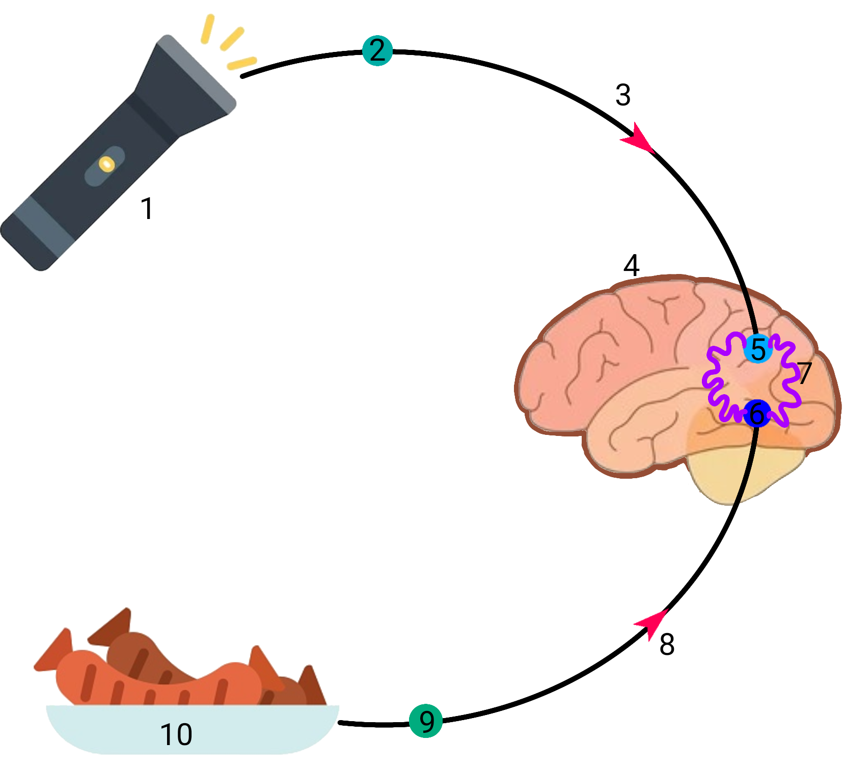 <p>1 bodziec bezwarunkowy 2 fotoreceptor - siatkówka oka 3 droga wstępująca - nerw wzroku 4 kora mózgowa 5 ośrodek korowy wzroku 6 ośrodek wydzielania śliny 7 włókna asocjacyjne - tworzą więź fizjologiczną 8 droga wstępująca - nerw węchowy 9 chemoreceptor 10 bodziec warunkowy</p>