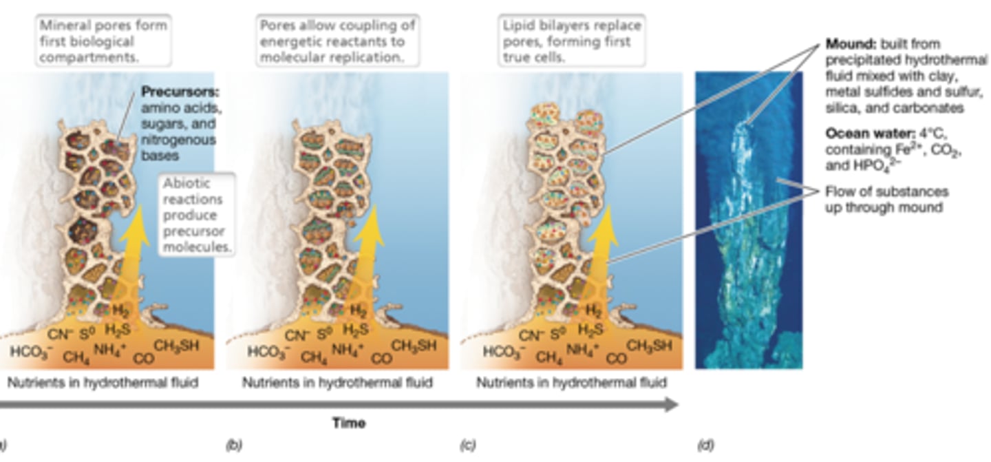 <p>· Those early cells would need to evolve better membranes, electron transport chains, & their own means of making acetyl & pyruvate</p><p>- They would need to invent respiration</p>