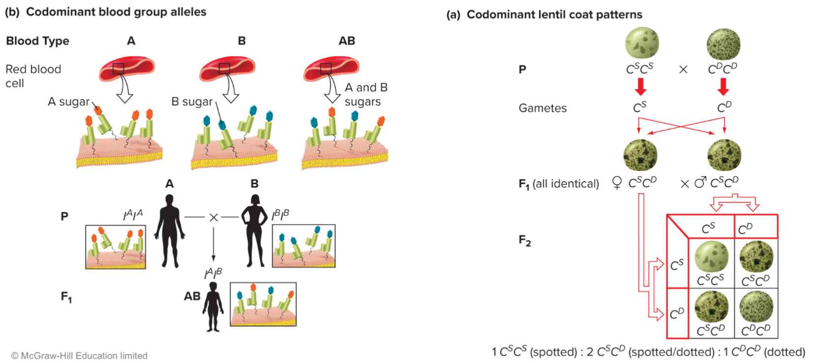 <ul><li><p>phenotype ratios reflect genotype ratios</p></li></ul>
