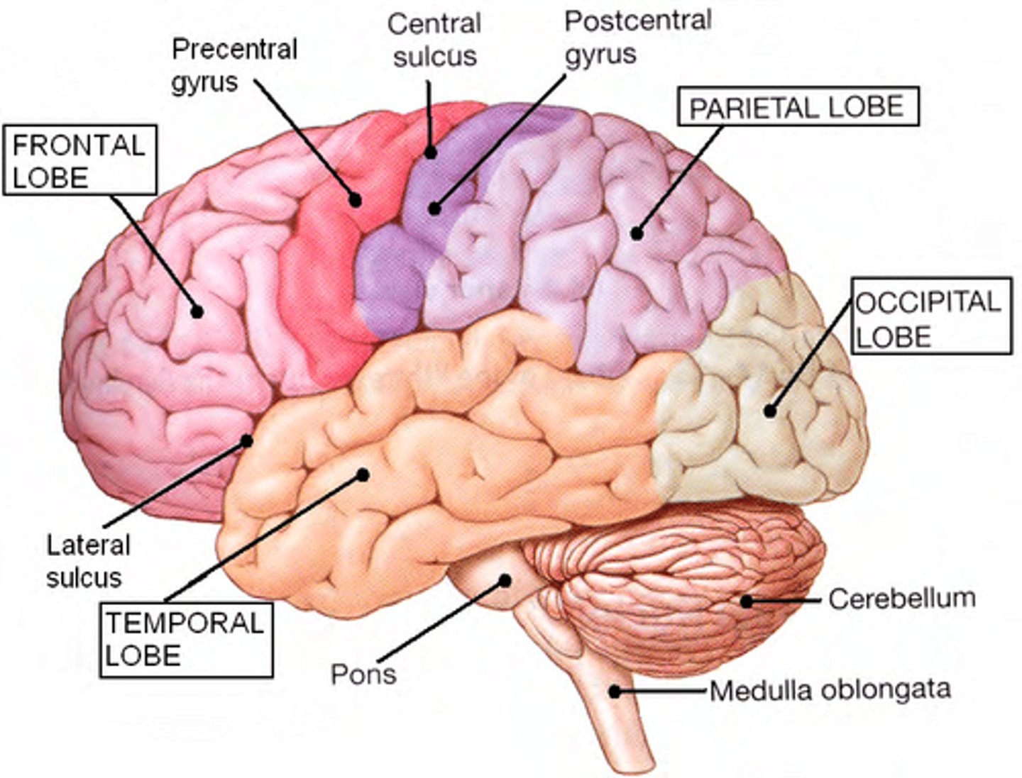 <p>-Interpreting sensory info from senses (general and special)</p><p>-Initiating/controlling skeletal muscle movement</p><p>-Memory, intellect, etc.</p><p>-Relaying info between different parts of the brain/spinal cord</p>