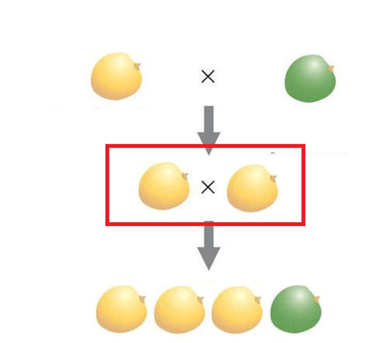 <p>the first generation of offspring obtained from an experimental cross of two organisms</p>