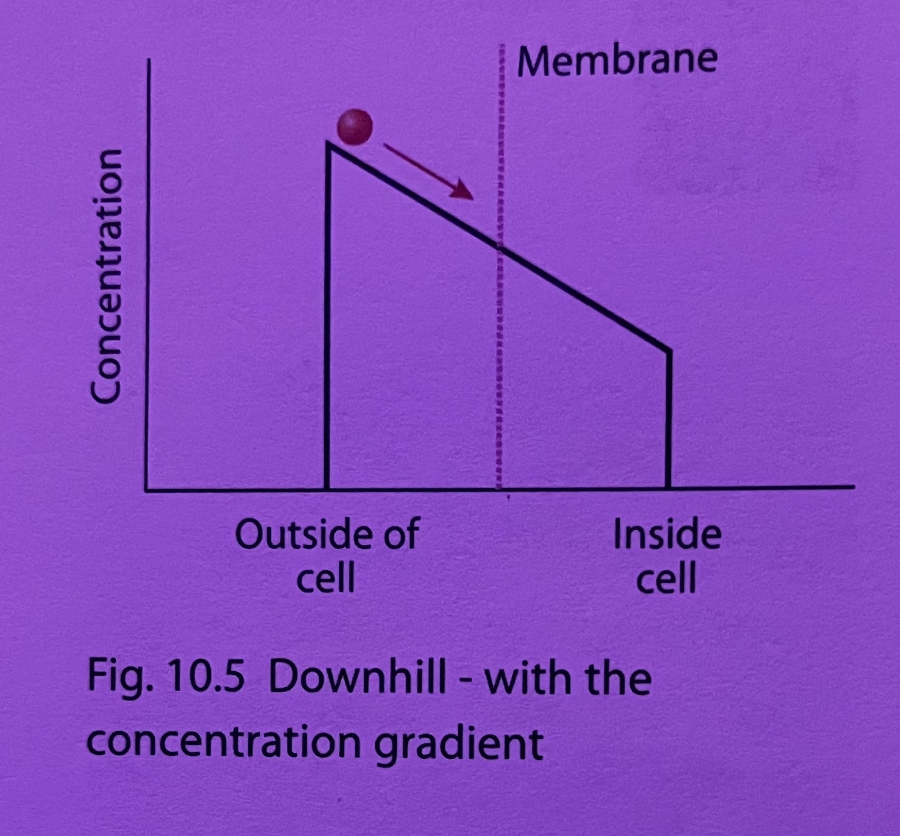 <p><em>All particles have kinetic energy. This kinetic energy is why they are in constant motion. Due to this random motion, the particles of a substance have a tendency to diffuse until they take up all of the available space. When the substance is evenly dispersed, equilibrium is met. </em></p><p><em>Even when equilibrium is reached, the particles do not cease to move just because they have stopped diffusing. The particles moving in one direction will be balanced by the particles moving in the opposite direction. (The net movement is zero; no concentration gradient).</em></p><hr><p>Diffusion (aka. simple diffusion) is defined as the net random movement of molecules that results in their uniform distribution.</p><p><mark data-color="green">Diffusion is the movement of a substance in a fluid from a region of </mark><strong><mark data-color="green">high</mark></strong><mark data-color="green"> concentration, towards a region of </mark><strong><mark data-color="green">lower</mark></strong><mark data-color="green"> concentration</mark> (e.g., oxygen, carbon dioxide, . ethanol, small uncharged lipids). The particles <mark data-color="green">move with, and follow the concentration gradient</mark>. Diffusion is a <mark data-color="green">passive process</mark>, which <mark data-color="green">does not require</mark> the input of energy.</p><p><em>(in case you forgot, concentration gradient refers to a region of space over which the concentration of a substance changes. It is a measurement of how the concentration of something changes from one place to another. And in biology, the concentration gradient is high→low)</em>. </p><p>The relevance of diffusion for cells, is that a <mark data-color="green">substance will diffuse across a membrane if a concentration gradient exists</mark>.</p><p><em>(Refer to attached image: It can be thought of as a ball at the top of a hill. Think of the hill as the concentration gradient, and the ball as the substance. The ball naturally wants to roll down the hill because of gravity. <mark data-color="yellow">Hence, a substance has a tendency to diffuse when there is a concentration gradient</mark></em>.)</p><p>Examples include the <mark data-color="yellow">diffusion of oxygen into cells</mark>, and the <mark data-color="yellow">diffusion of carbon out of cells</mark>.</p><p>These molecules are capable of penetrating through the hydrophobic core of the phospholipid bilayer <mark data-color="green">since they hydrophobic and non-polar in nature</mark>. </p><p><mark data-color="yellow">Small polar molecules can also cross the membrane by simple diffusion. </mark></p>