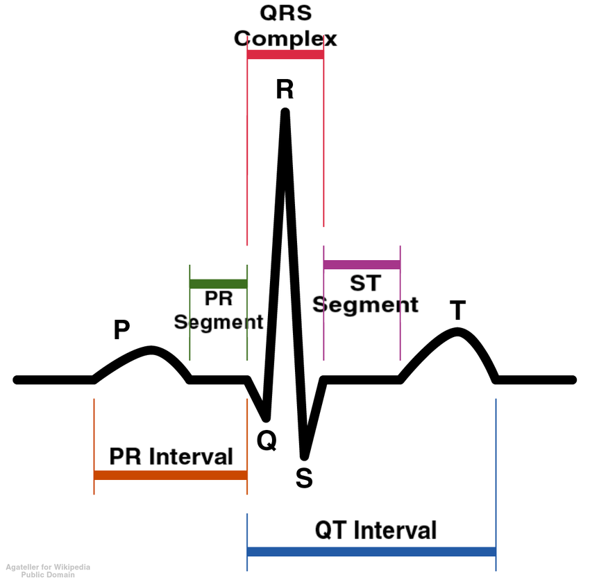 <ul><li><p>Base Of P - The SA Node Fires</p></li><li><p>P- P-Wave - Atrial Contraction</p></li><li><p>R- QRS Complex - Ventricles Receives AP And Contract - Atria Relaxes</p></li><li><p>T- T-wave - Ventricles Relax, Heart “Resets” For Next impulse</p></li></ul><p></p>