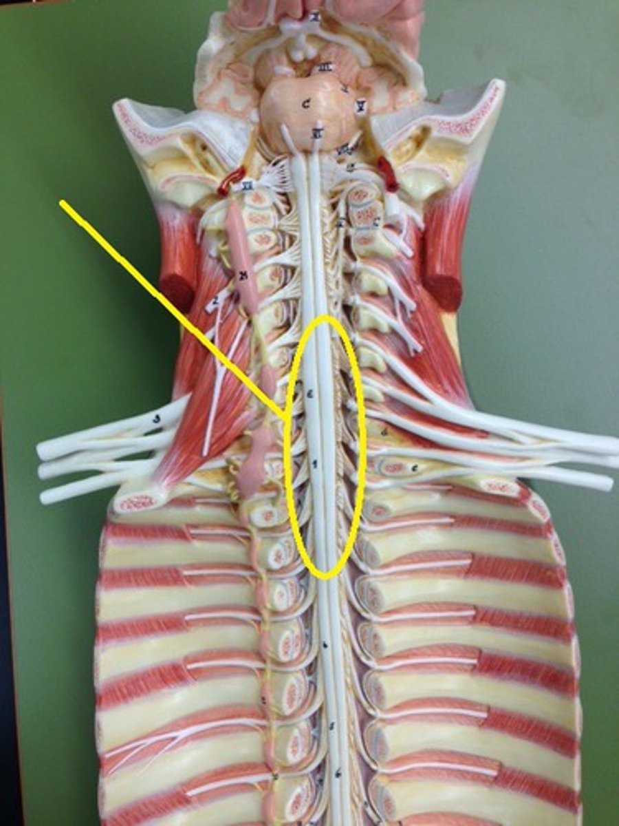 <p>nerves of shoulders and upper limbs</p>