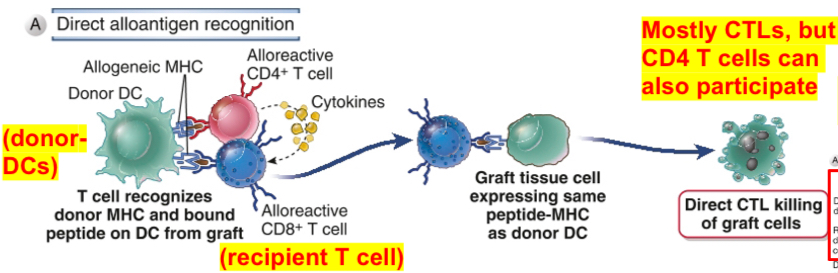 <p><span><span>Cells may recognize allogeneic MHC molecules in the graft displayed by professional APC derived from allogeneic grafts (donor) (donor’s MHC molecules are recognized directly by recipient’s T cells).&nbsp; This can happen only if the donor graft contains APC e.g DC.</span></span></p><p><span><span>Direct allorecognition stimulates the development of alloreactive T cells (mostly CTL) that recognize the cells of the donor graft.&nbsp; It is important for CTL-mediated acute rejection.</span></span></p>