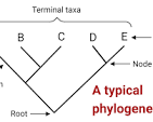<p><span>They classify organisms by visually showing their evolutionary relationships, grouping them based on shared ancestry and divergence patterns</span></p>