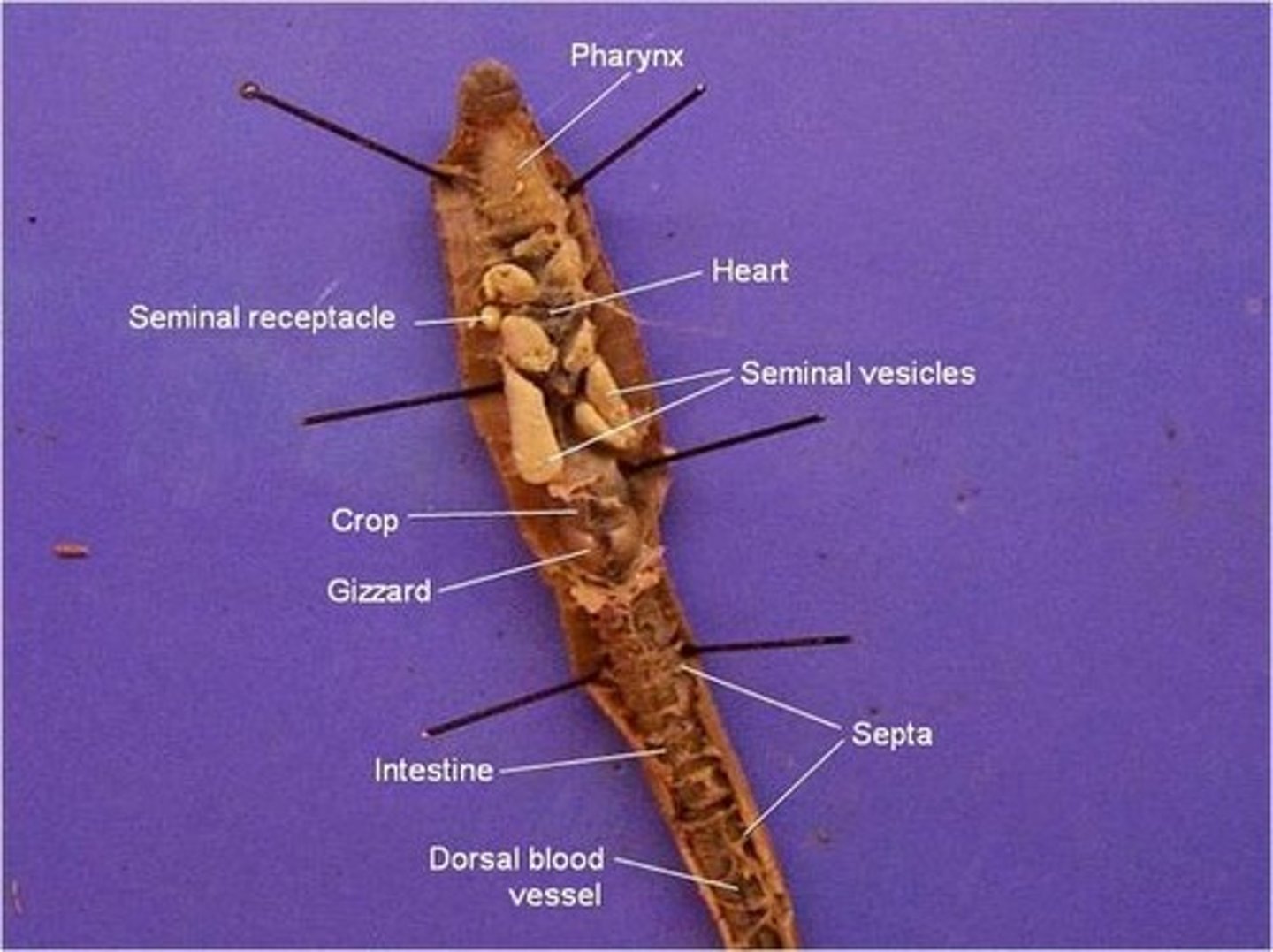 <p>Observed in annelida</p>