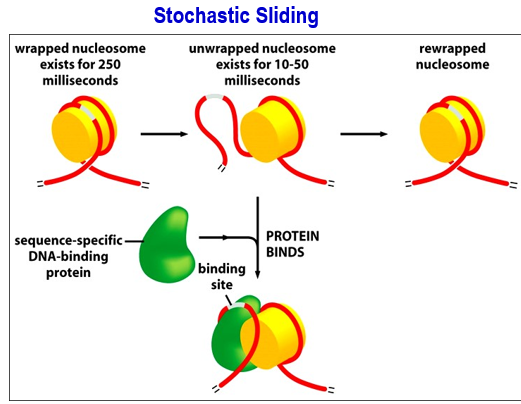 <p><strong>Stochastic sliding</strong> = Nucleosome breathing.</p><p>Unwrapped nucleosome exists for 10-50 ms, exposing the binding sites. Sequence specific DNA-binding proteins/TFs bind. There is a higher chance of this happening if it happens in the condensate.</p><p>Can happen simultaneously with the ATP-dependent remodeling</p>