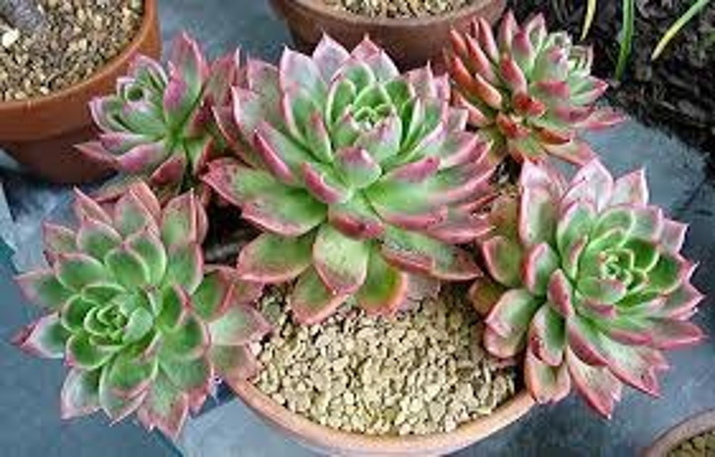 <p>Echeveria</p>
