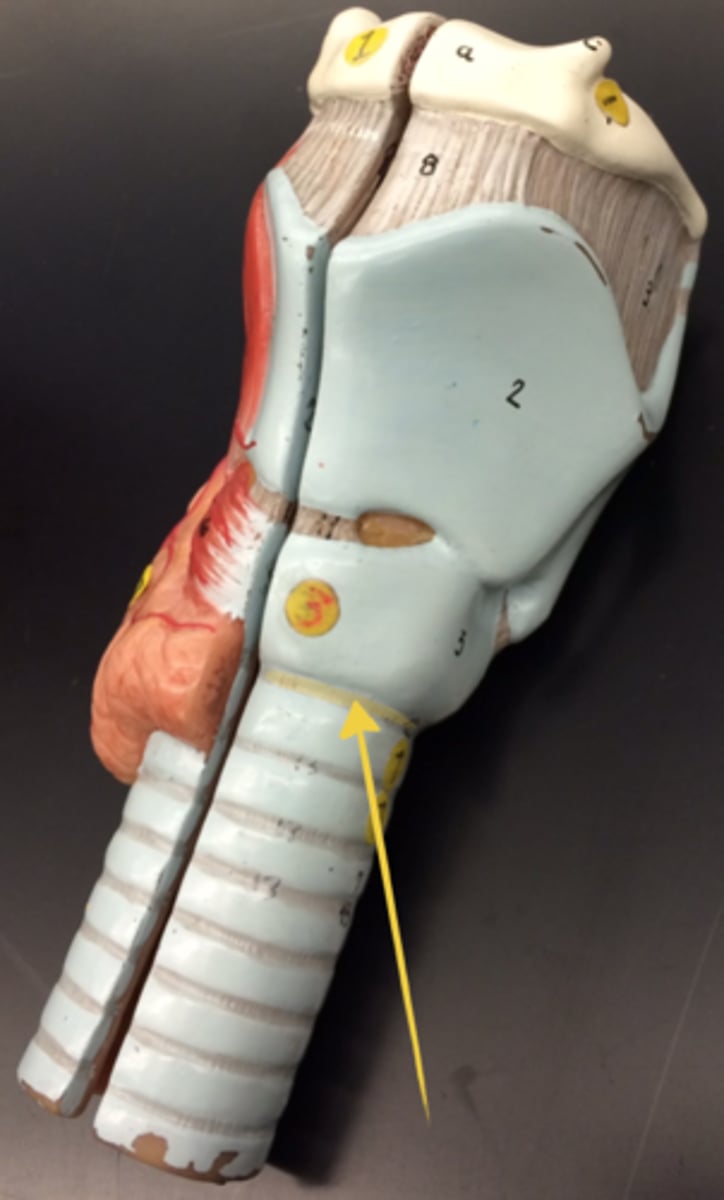 <p>connects lower border of cricoid cartilage with upper border of first tracheal ring</p>