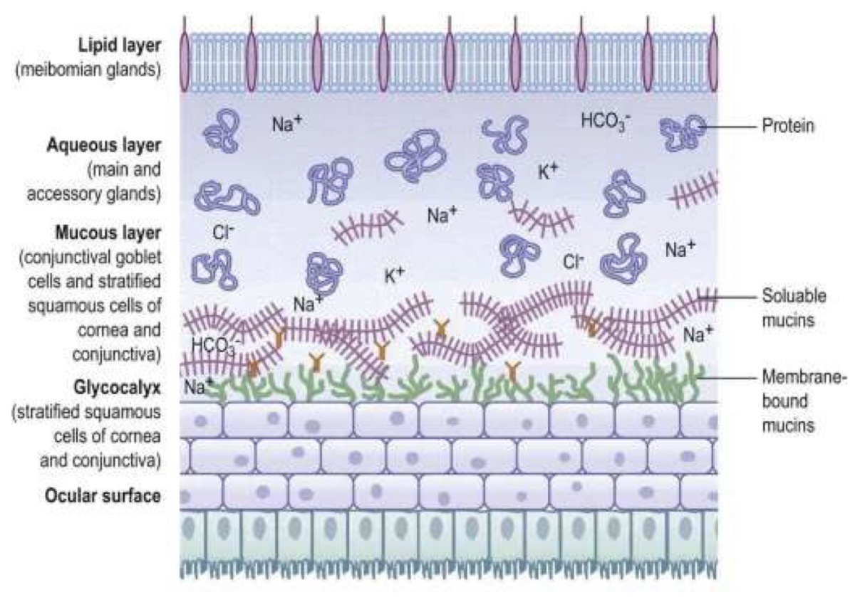 <p><u>Tear Film</u></p><p>Which glands produce the <u>lipid layer</u> of the tear film?</p><p>What is the lipid layer composed of?</p><p>What is the main function of the lipid layer?</p>