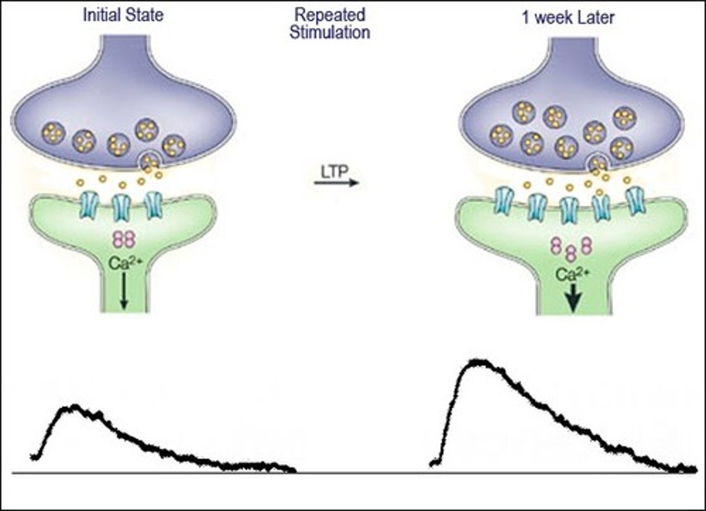 <p>Sprouting is long-term potentiation caused by an increased number of axon terminals and/or dendrites.</p><p>Pruning is depression caused by a decreased number of axon terminals and/or dendrites.</p>