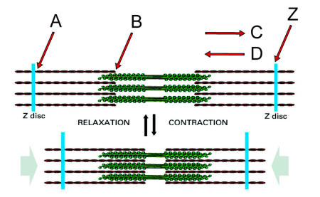 <p><span>Plus end of an actin filament</span></p>