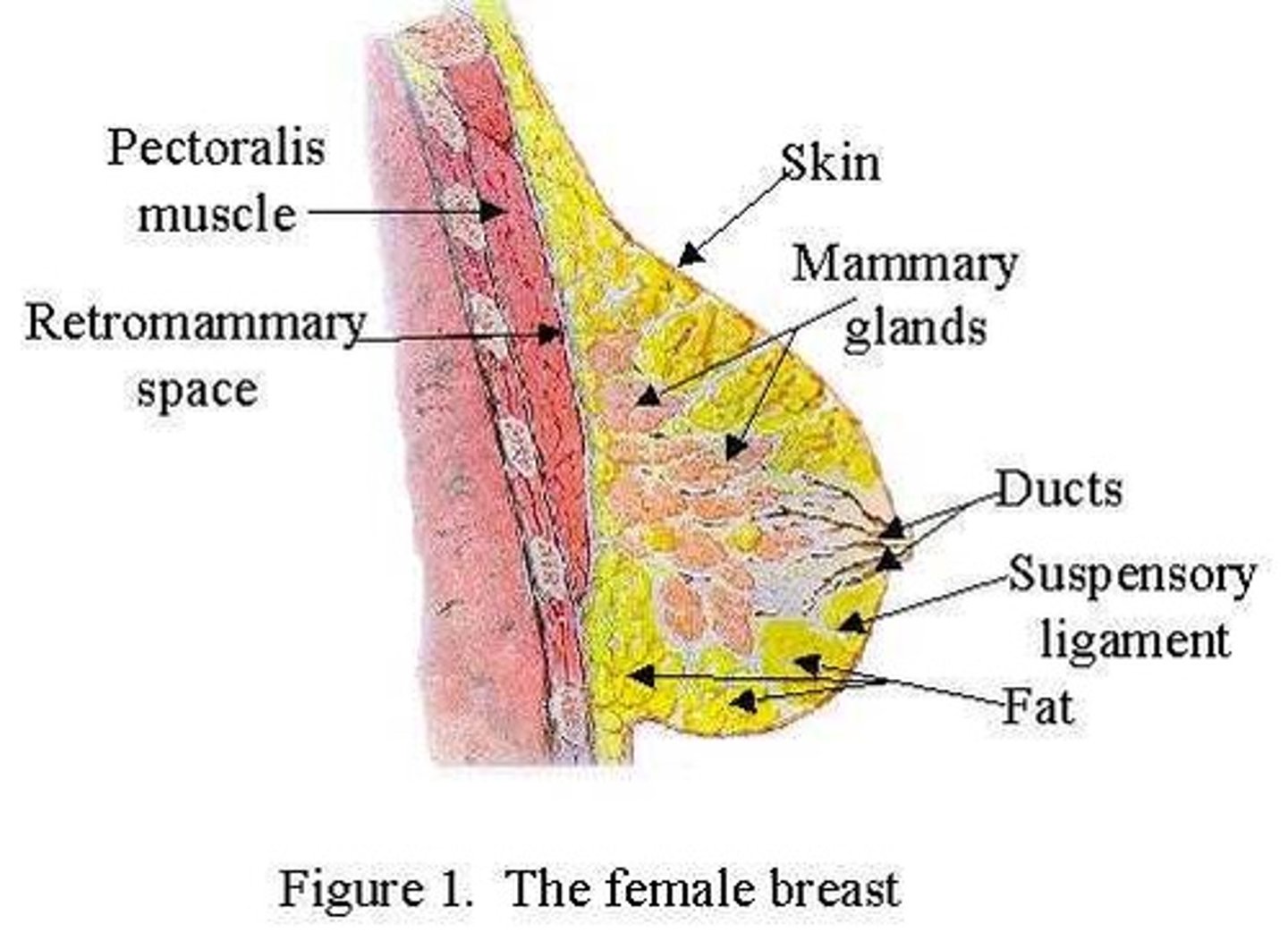 <p>attached to the breast by fascia with the pectoralis major muscle</p>