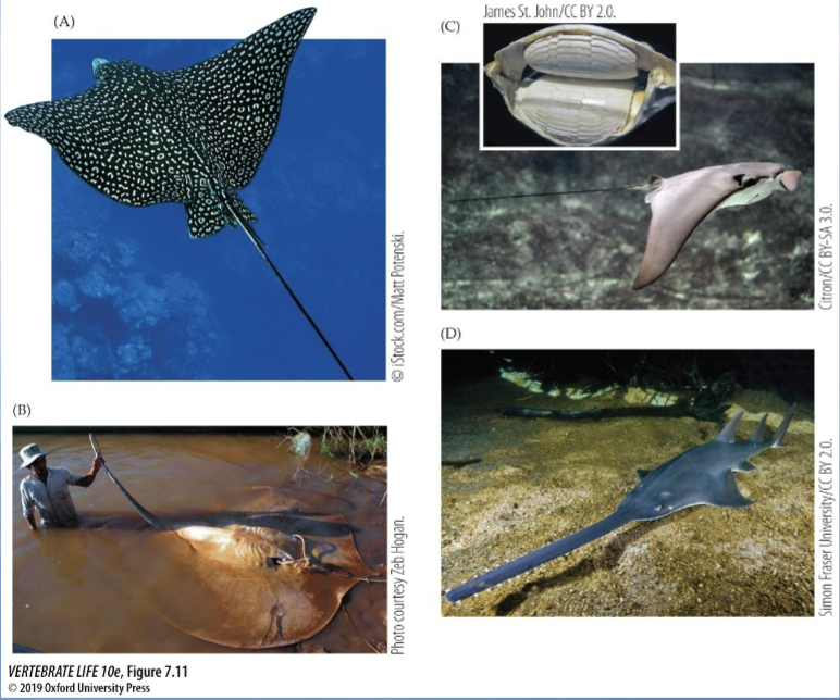 <p>• Dorsoventrally compressed</p><p>• Mouth and gills on ventral surface</p><p>• Eyes and spiracle on dorsal surface</p><p>• When resting on the bottom, water is drawn through the spiracle and exhausted through the gill slits</p><p>• Enlarged pectoral fins attached to side of head</p><p>• Scales are absent from large areas of the body &amp; pectoral fins</p><p>• Many are ambush predators</p><p>• Largest rays are plankton strainers</p><p></p>