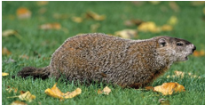 <p>grizzled upper parts; black face; heavy set and low slung body; short bushy tail</p>
