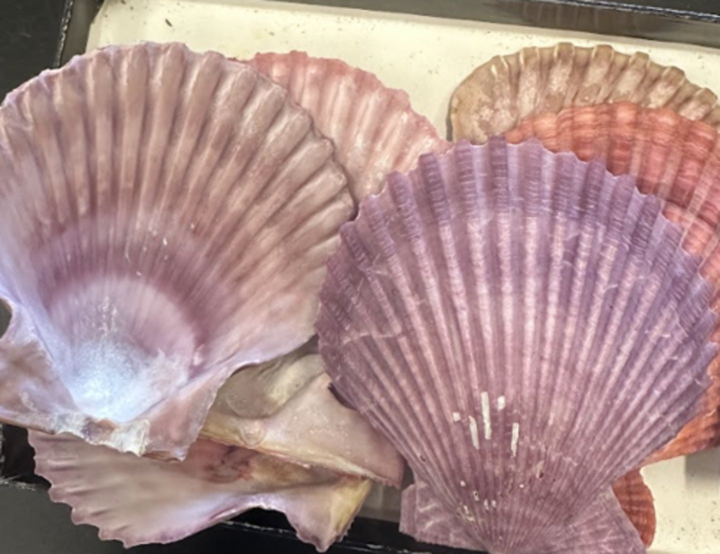 <p>scallops</p>