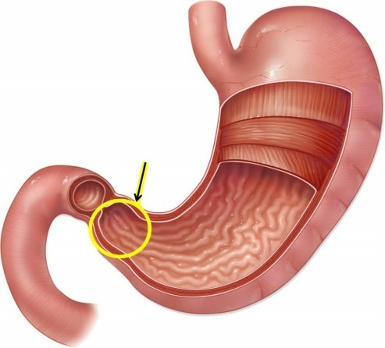 <p>What is this body feature?</p>
