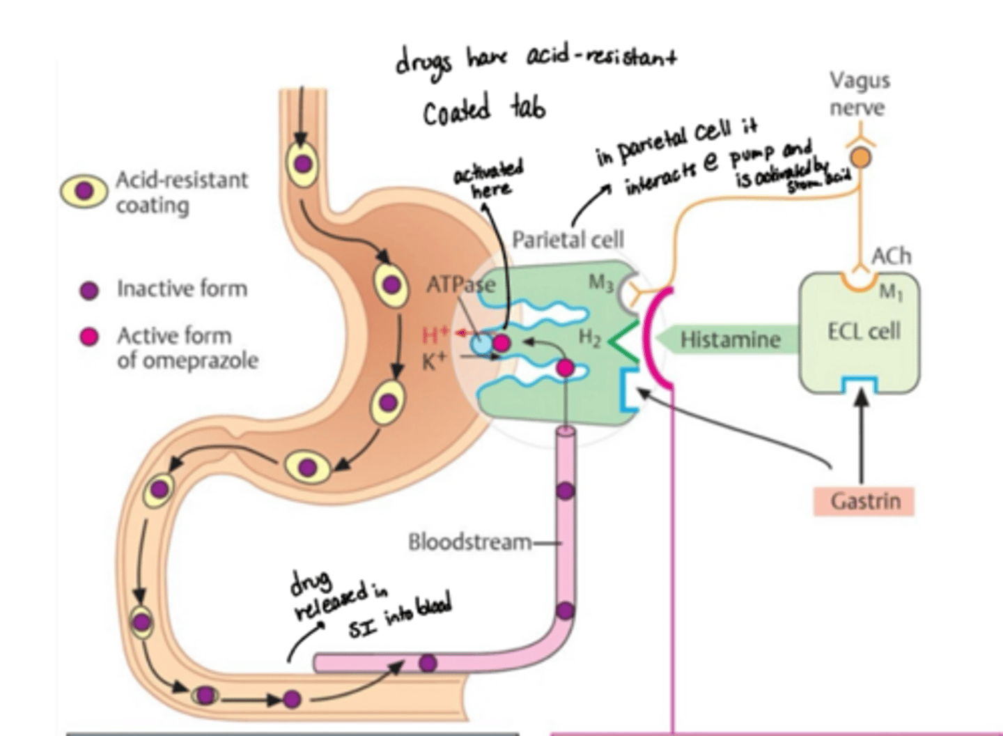 <p>Irreversibly inhibit the H+/K+-ATPase in gastric parietal cells</p><p>o Produces dose-dependent inhibition of gastric acid secretion that persists even after the drug disappears from the plasma</p>