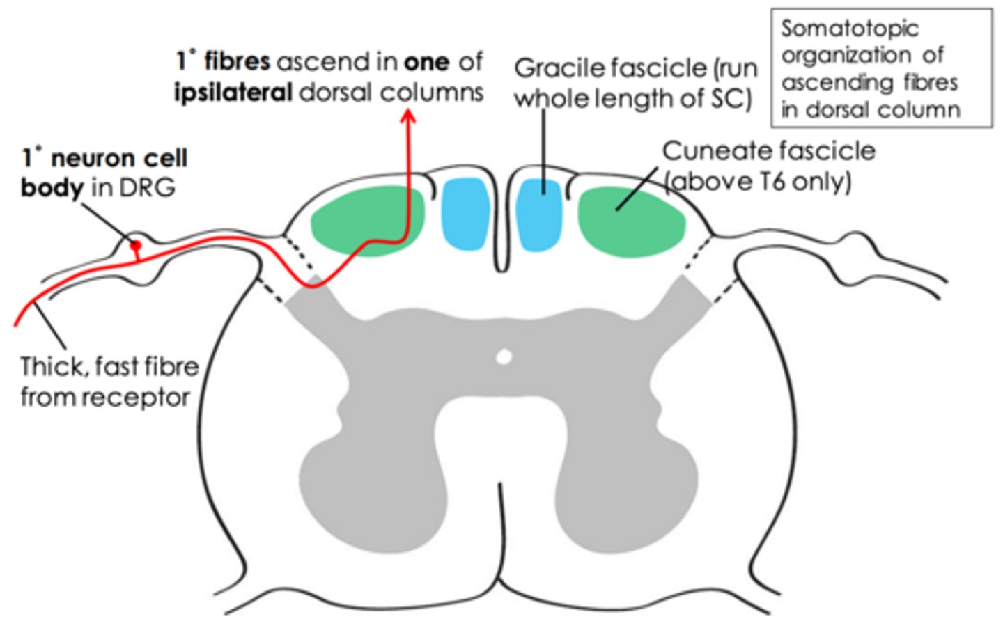 <p>Dorsal column medial lemniscus</p>