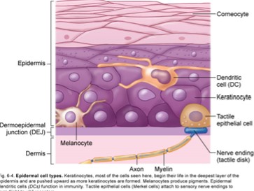 <ul><li><p>Keratinocytes </p></li><li><p>melanocytes</p></li><li><p>epidermal dendritic cells </p></li><li><p>tactile epithelial cells / merkel cells </p></li><li><p>stratum corneum/ horny later </p></li><li><p>lamellar corpuscles </p></li><li><p>dermo epidermal junction </p></li></ul>