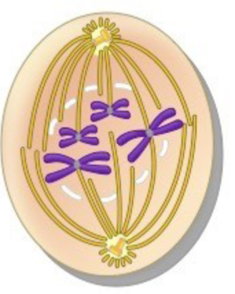 <p>phase of mitosis<br>– the DNA coils+shortens, reveals two identical chromatids attached at a centromere, the nuclear membrane disappears</p>