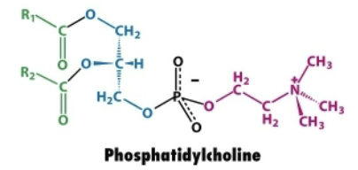 <ol><li><p>Glycerol backbone</p></li><li><p>Two fatty acid chains attached to carbons 1 and 2 via ester bonds</p></li><li><p>A phosphate group linked to choline (<span>[(CH₃)₃NCH₂CH₂OH]⁺)</span></p></li></ol><p></p>