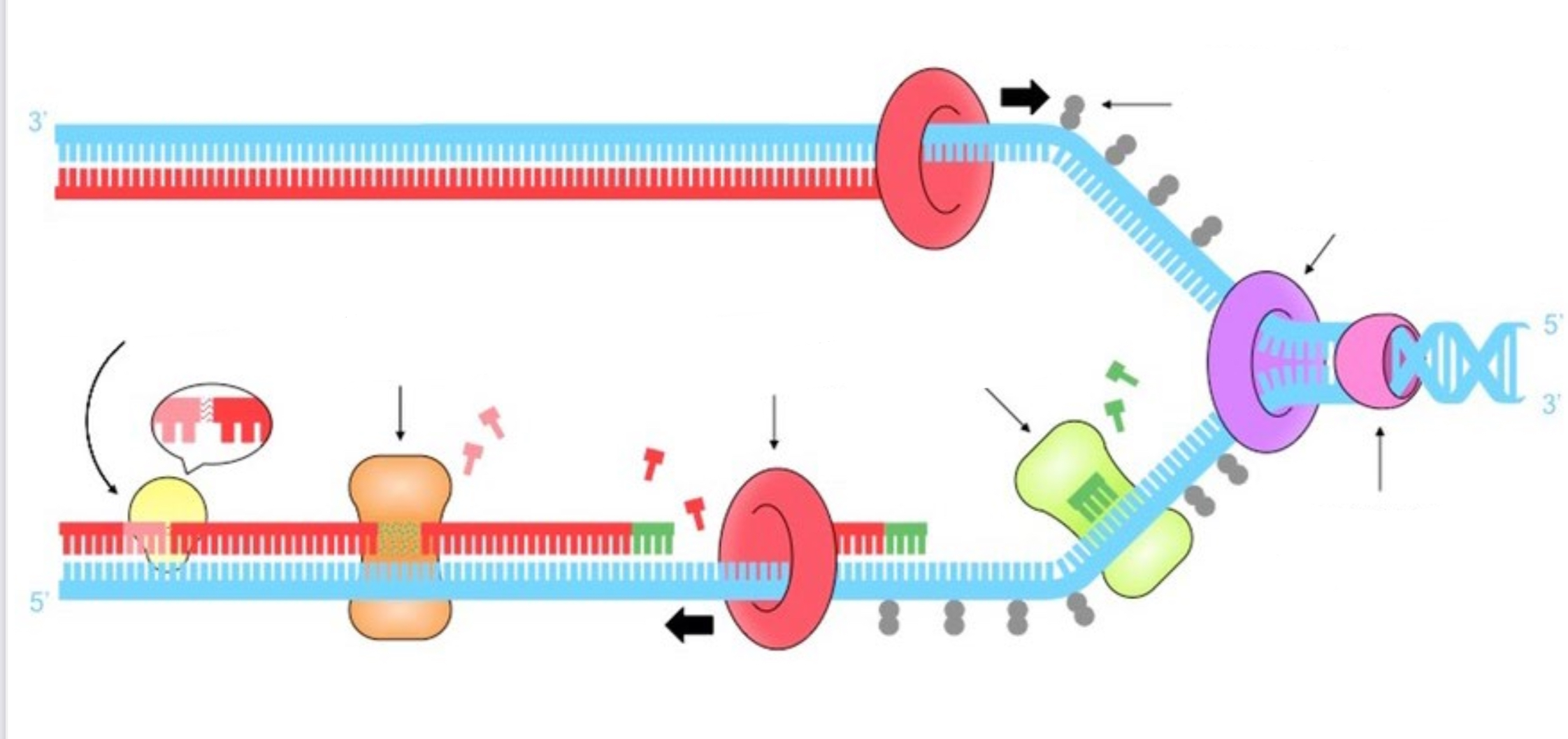 Steps in DNA replication - Label each enzyme and which step they are involved in