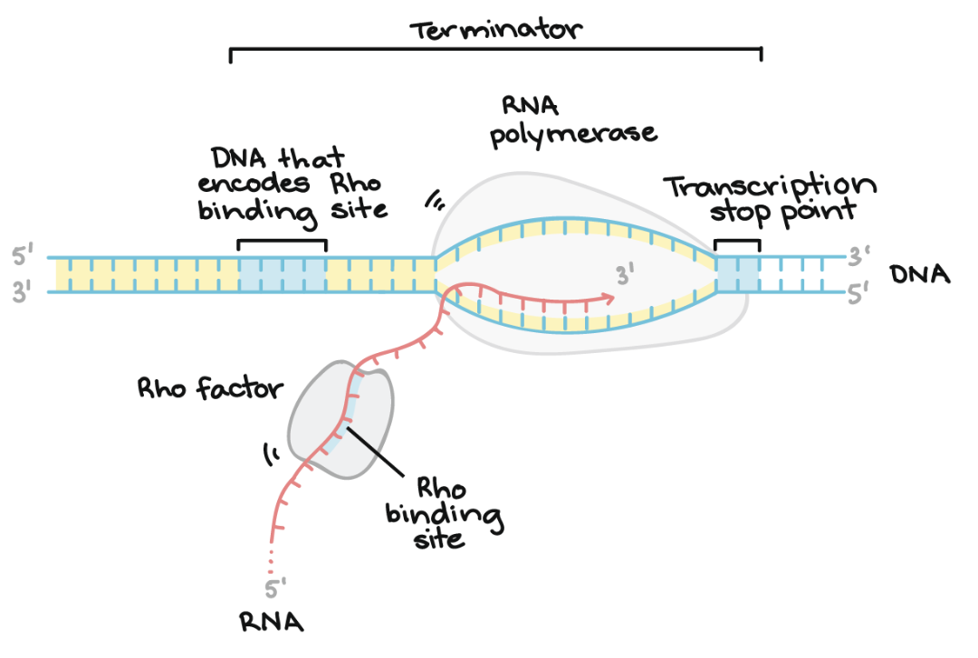 <ul><li><p>First step of the central dogma of molecular biology (DNA → RNA → Protein)</p></li><li><p>Allows cells to selectively express genes + produce the proteins needed for specific functions</p></li></ul><p></p>