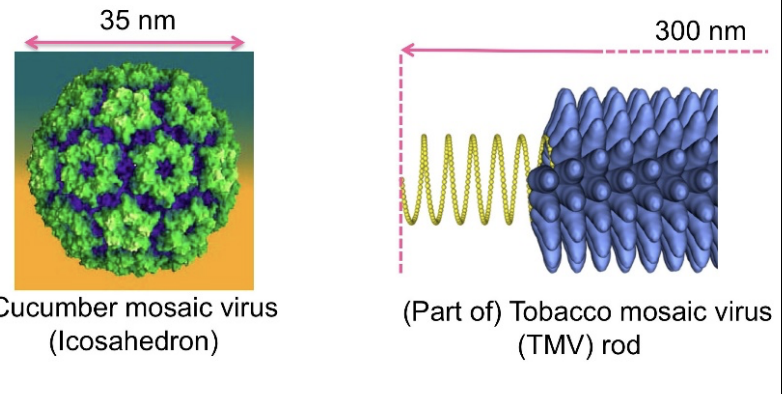 <ul><li><p>most plant-infecting viruses possess very simple particles</p><ul><li><p>virions</p><ul><li><p>comprise of coat protein molecules in simple geometric arrangement</p></li><li><p>e.g helical rods, icosahedra</p></li><li><p>surrounfing the viral nucleoid acid</p></li></ul></li><li><p>Majority 70% of plant viruses have genome of RNA and the rest DNA</p></li></ul></li></ul><p></p>