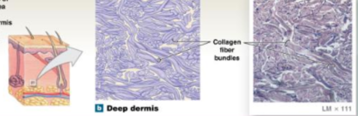 <p>Provides strength to resist forces applied from many directions; helps prevent overexpansion of organs such as the urinary bladder </p><p>location: capsules of visceral organs; dermis; etc </p><ul><li><p>fibers are arranged randomly and found in the dermis of the skin</p></li></ul><p></p>