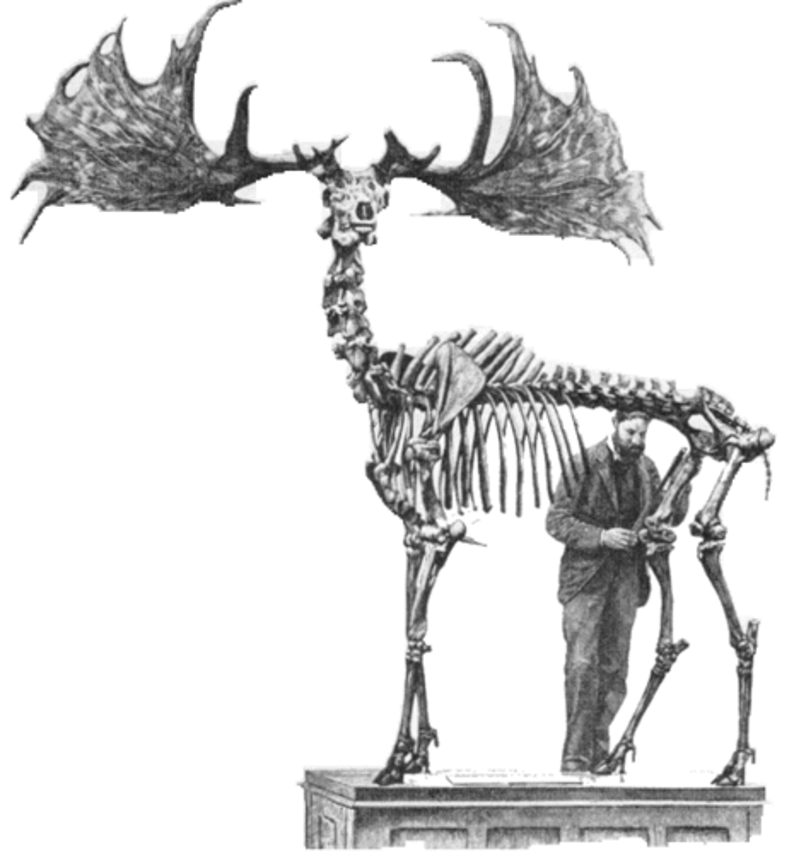 <p>Secondary sexual trait expressed in one sex becomes genetically correlated with a preference for the trait in the other sex</p><p>-not linked to fitness in the selected sex</p>