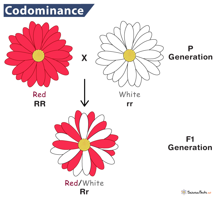 <p><span><mark data-color="#ffffff" style="background-color: #ffffff; color: inherit">Codominance occurs when both alleles of a gene are expressed equally in a heterozygote, resulting in both traits being visible in the phenotype, rather than one being dominant over the other.&nbsp;(Red Flower + White Flower = Red &amp; White Flower)</mark></span></p>