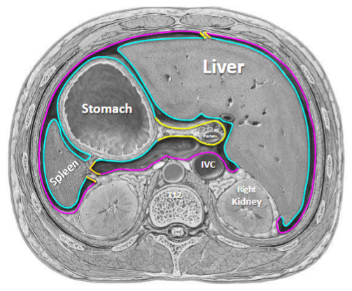 <p>Covers and lines the internal walls of the abdomen</p><p>Pink part of diagram</p>