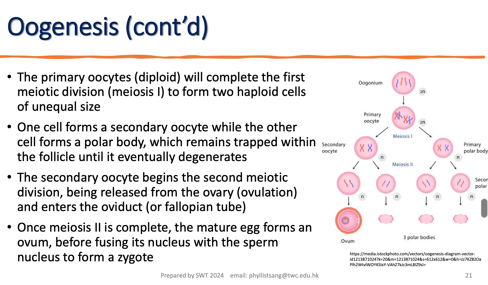 <p>Name and describe the procedure of the production of female gamete within the ovaries</p>