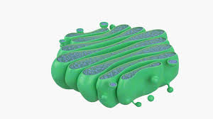 <p>A cell organelle that modifies, sorts, and packages proteins and lipids for secretion or delivery to other organelles. </p>