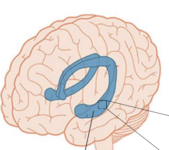 <p>The _________ is an important model for neural plasticity</p>