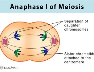 <p>Tetrad splits at synapse, move to opposite sides of cell</p>