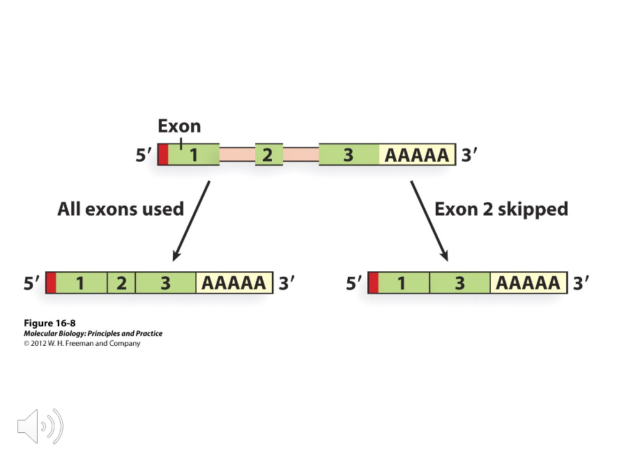 <p>( ) increases the number of polypeptides that can be produced from a single gene.</p>