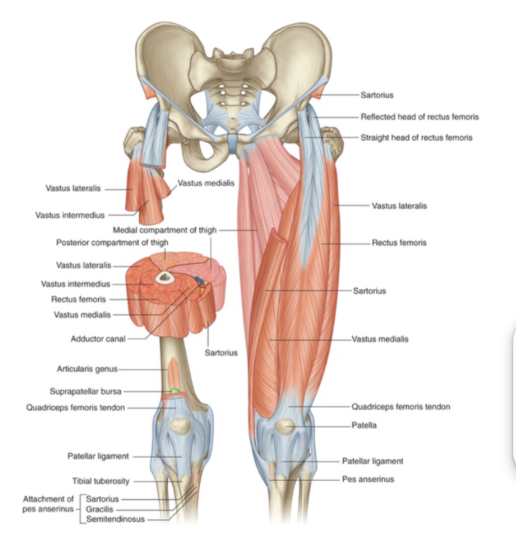 <ul><li><p><strong>illiacus</strong> and <strong>psoas</strong></p><ul><li><p>illiacus and psoas major attach to lesser trochanter</p></li></ul></li><li><p>Quadricep muscles</p><ul><li><p><strong><u>rectus femoris</u></strong></p><ul><li><p>attaches to the AIIS - avulsion</p></li></ul></li><li><p>vastus medialis</p></li><li><p>vastus intermedius</p></li><li><p>vastus lateralis</p></li></ul></li><li><p><strong><u>Sartorius</u></strong>&nbsp;</p><ul><li><p>attaches to ASIS - avulsion</p></li><li><p>Protects femoral artery</p></li></ul></li></ul><p></p><ul><li><p>Supplied by the <strong>femoral nerve</strong></p></li></ul><p></p>