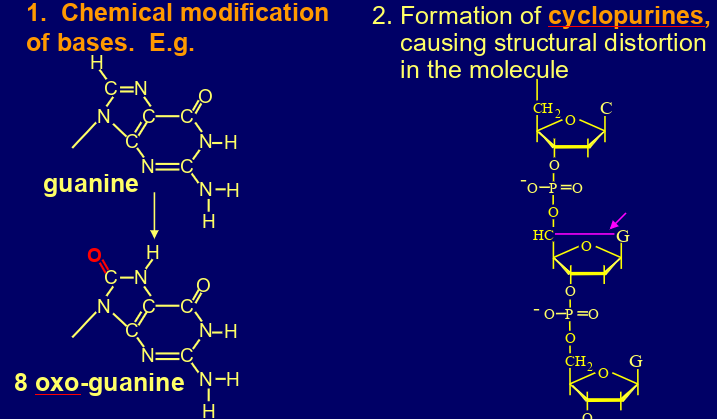 <p>damages bases (oxo-guanine), structural distorts (CPD, 6-4 PP, adducts), ds breaks, interstrand crosslinks</p>