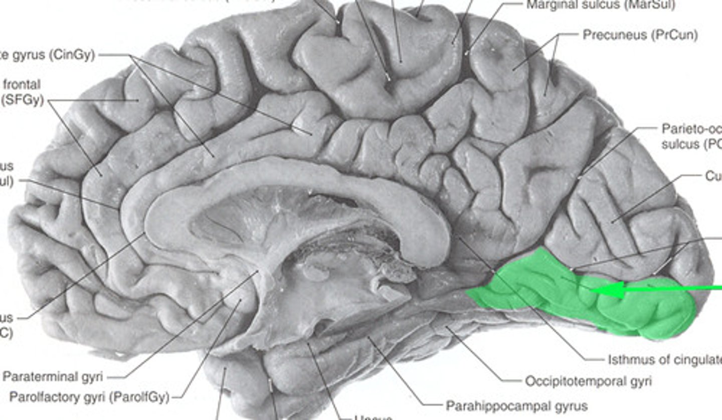 <p>-in temporaal and occipital lobe</p><p>-inferior to alcarine sulcus</p><p>-continuous with parahippocampal gyrus</p>