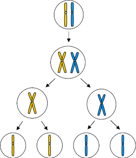 <p>-Chromosomes are copied inside the parent cell. </p><p>-First division- pairs split.</p><p>-Second division produces four daughter cells, each with a haploid number.</p>