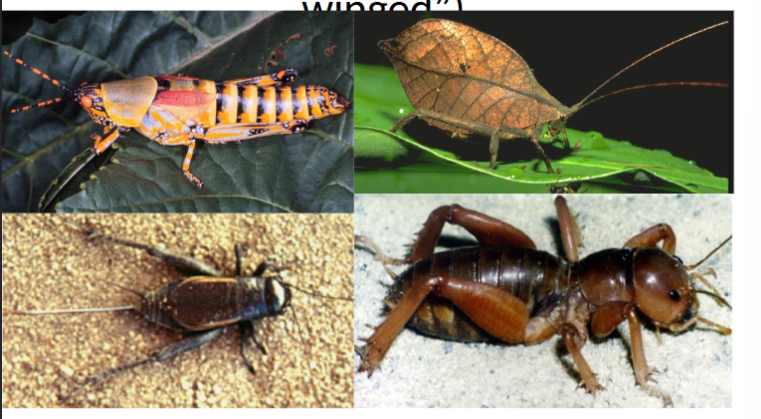 <p>in class insecta, straight winged, grasshoppers and crickets</p>