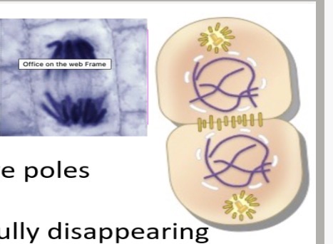 <p>1.thinner. 2.reform. 3.cytokinesis</p>